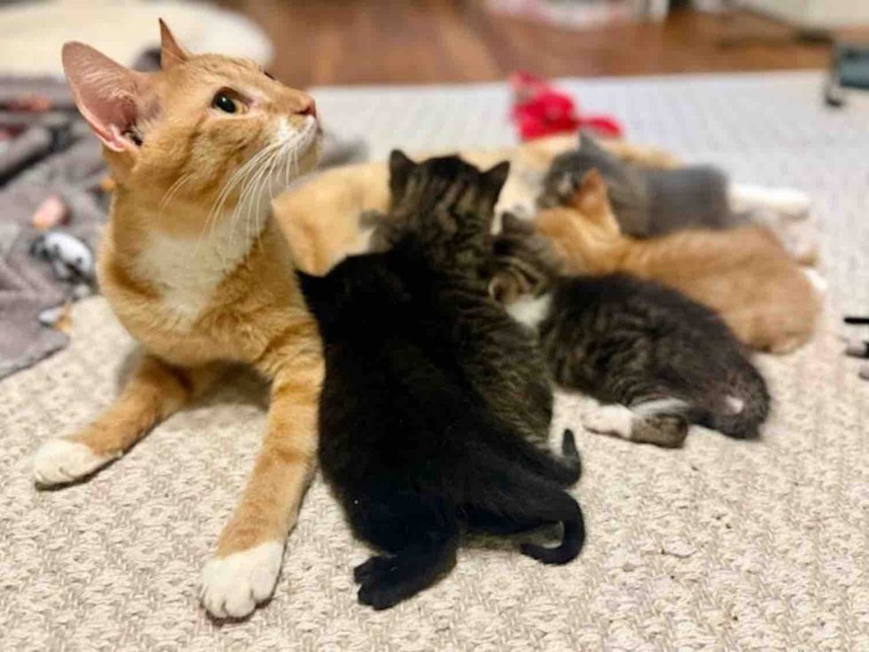 orange mother cat, kittens nursing