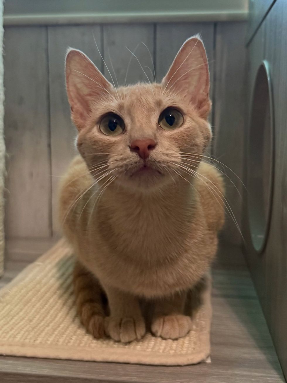orange mother cat posing for camera