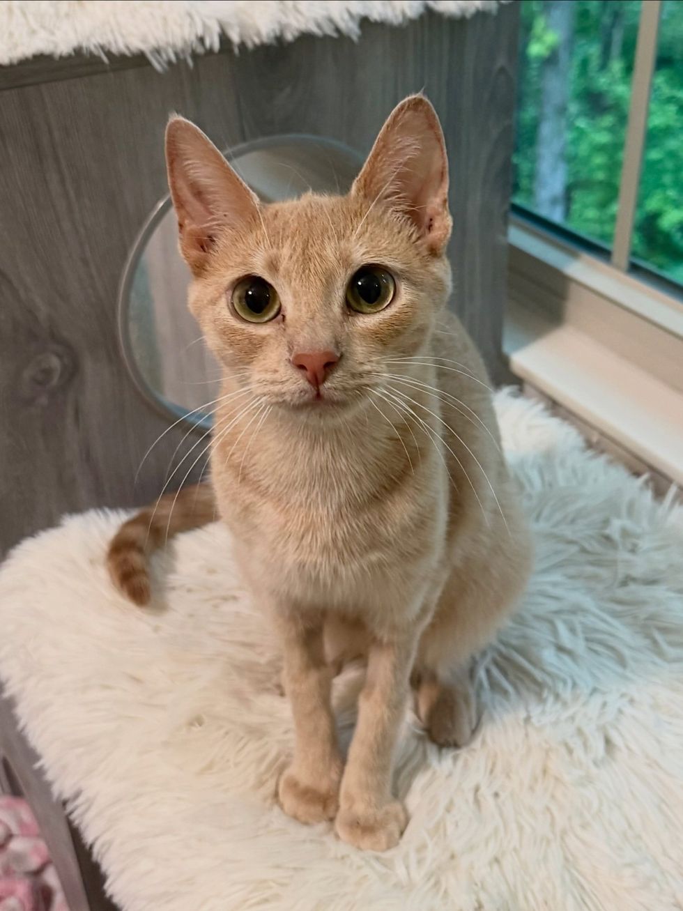 orange mother cat posing for camera