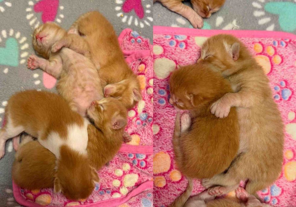 orange newborn kittens sleeping
