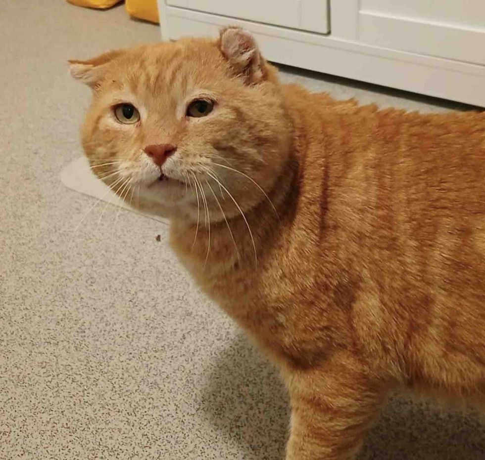 orange stray cat safe