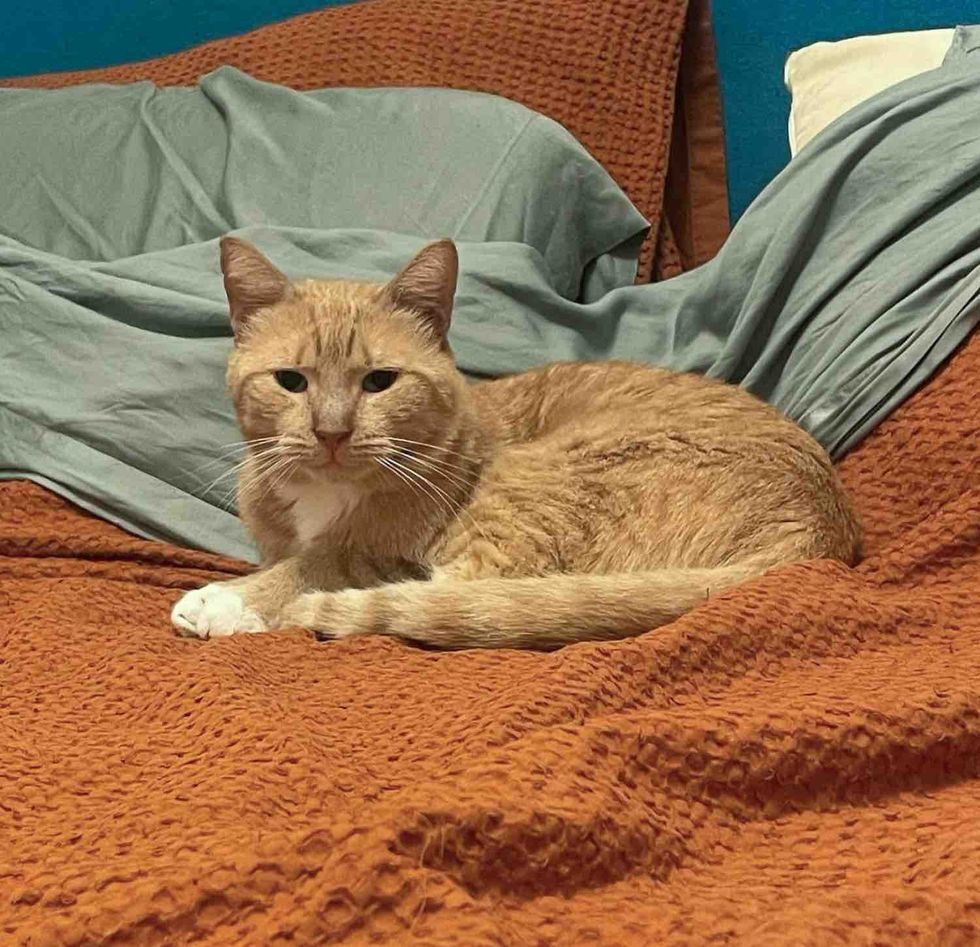 orange tabby cat bed