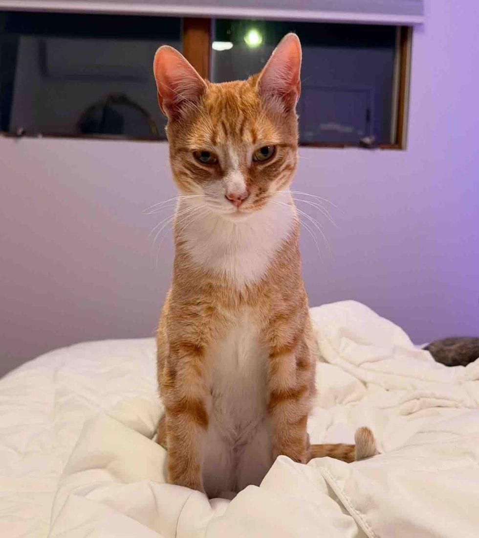 orange tabby cat bed