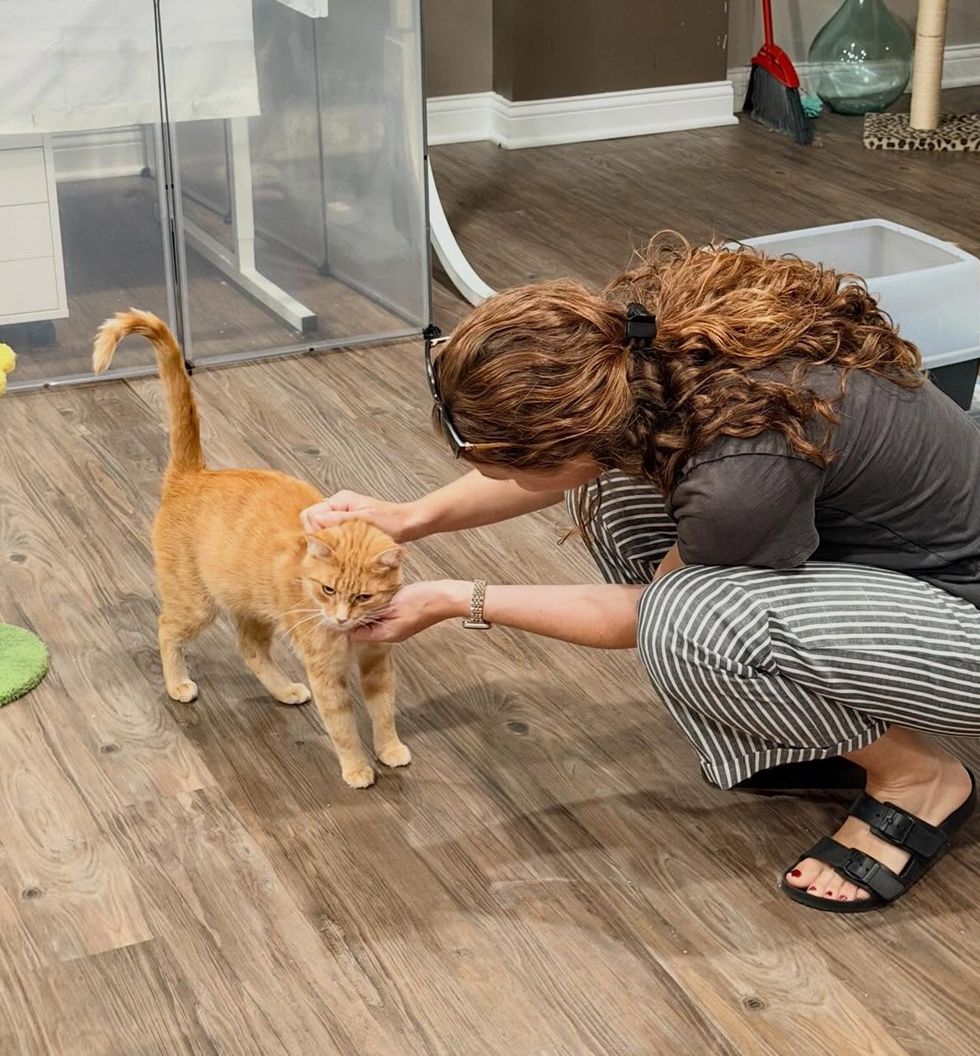 Orange tabby cat being pet by adult on a wood floor