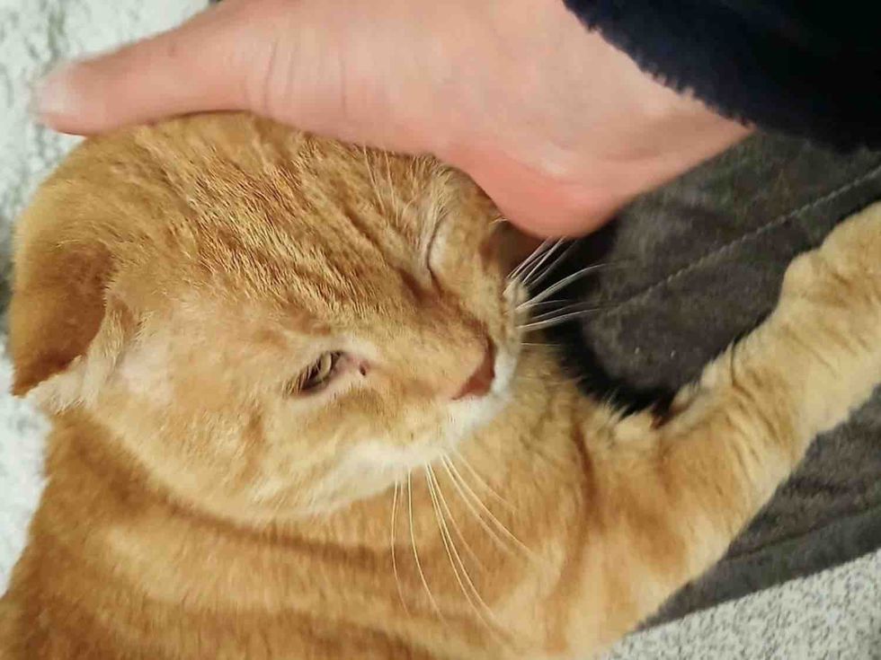 orange tabby cat cuddles