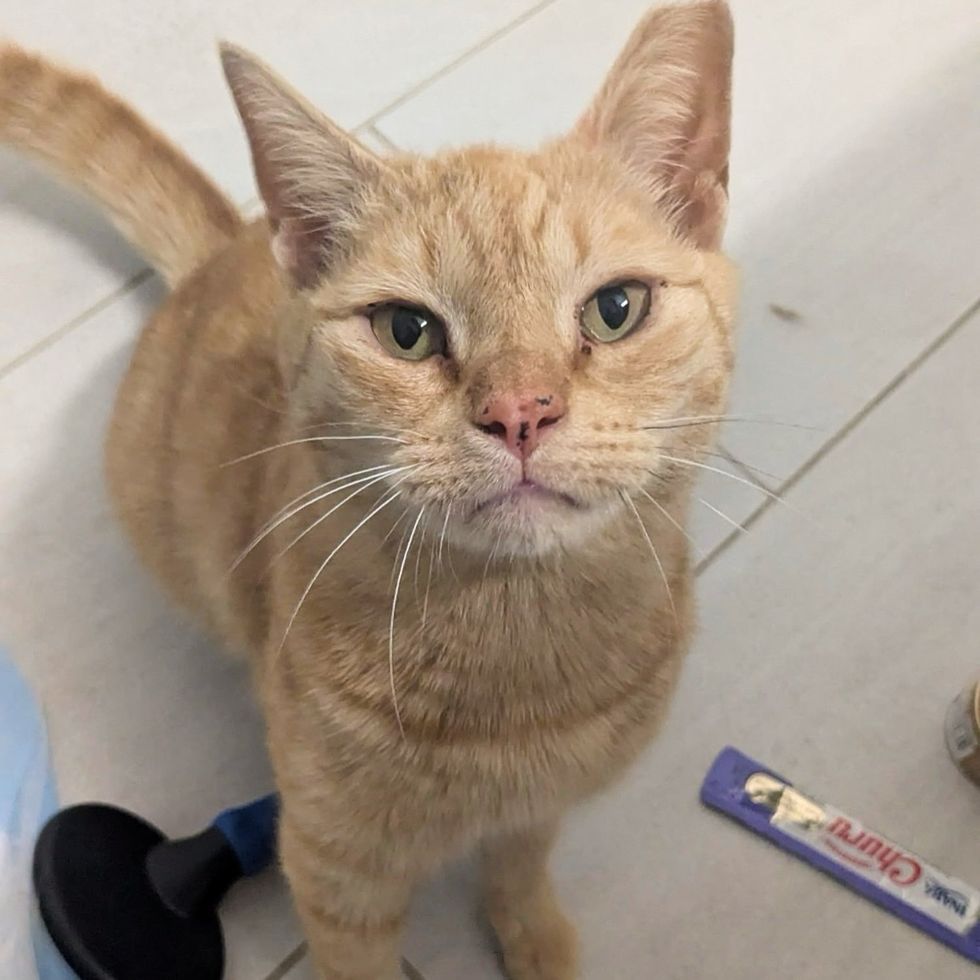 orange tabby cat freckles