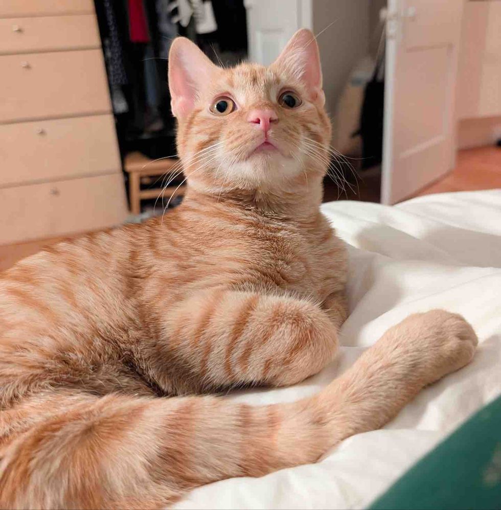 orange tabby cat happy