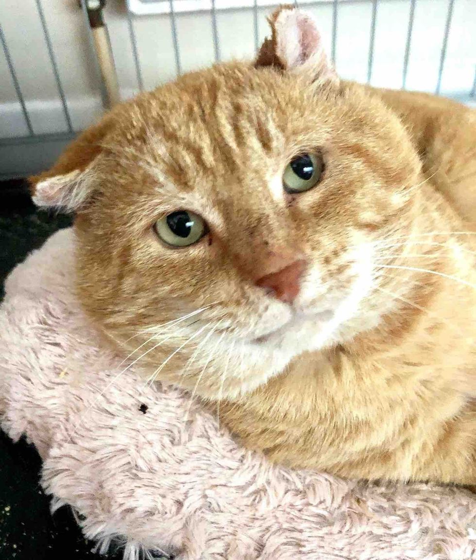 orange tabby cat happy