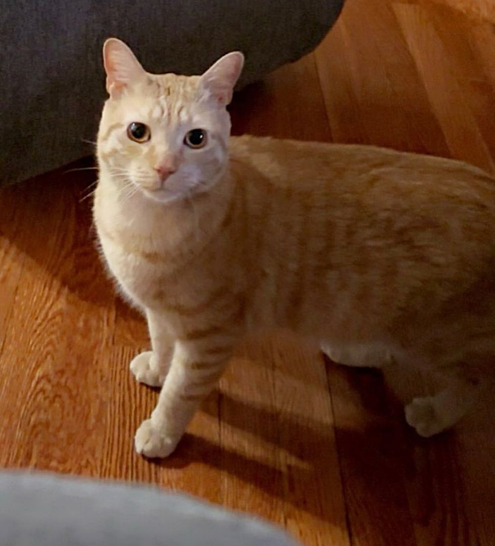 orange tabby cat home