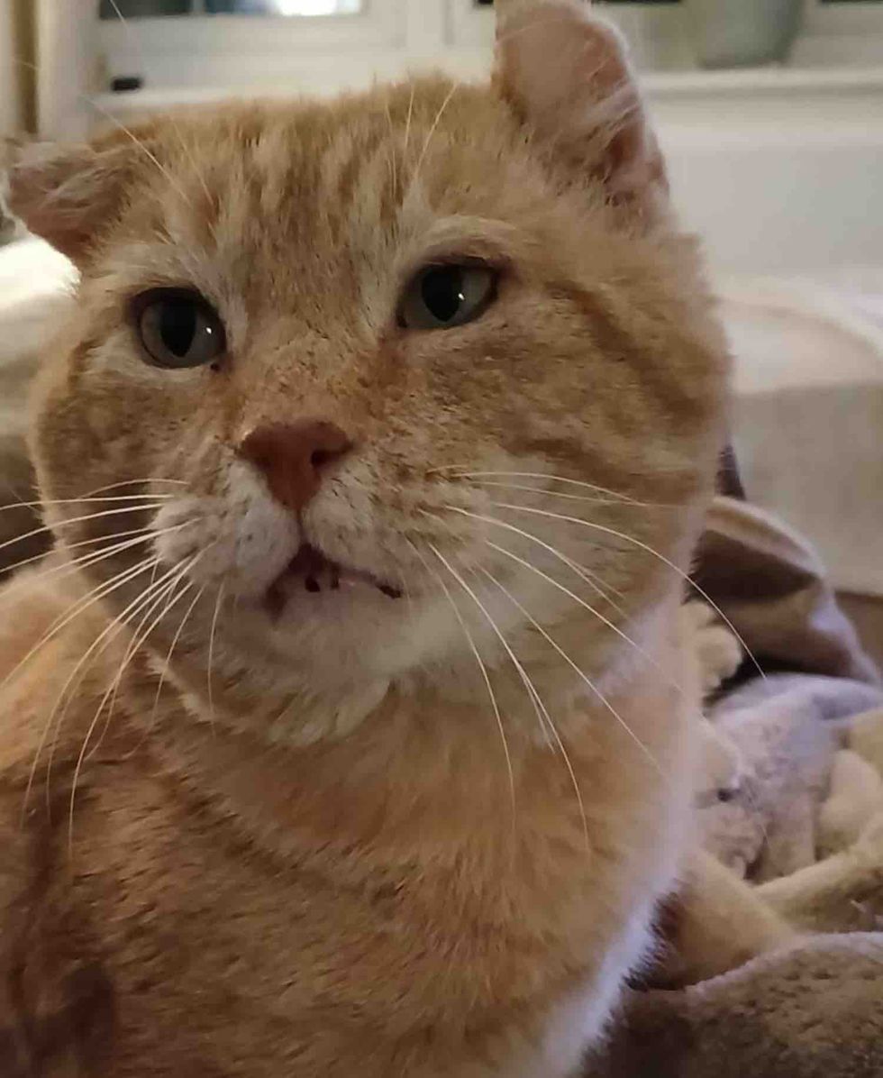 orange tabby cat indoors
