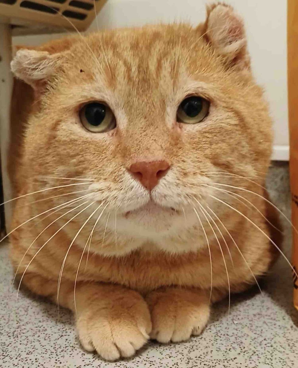 orange tabby cat indoors