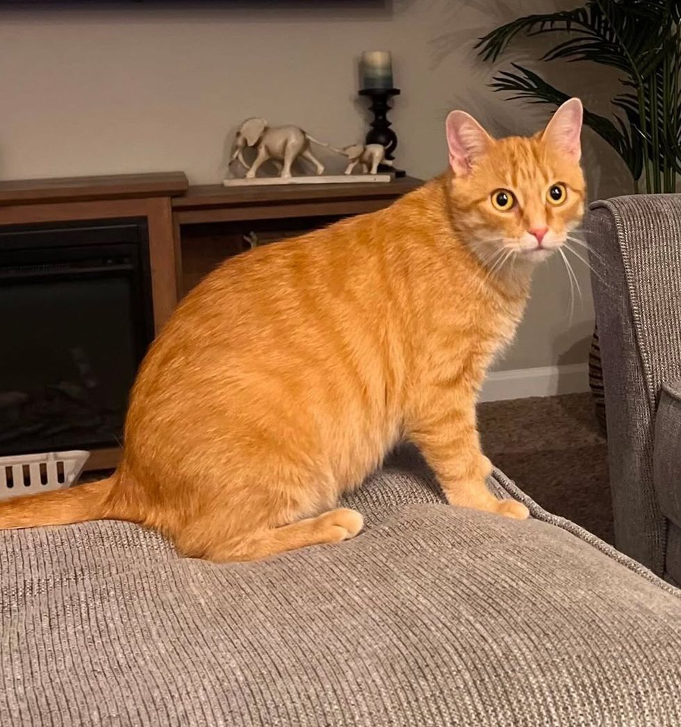 Orange tabby cat looking alert standing no a counch lounger
