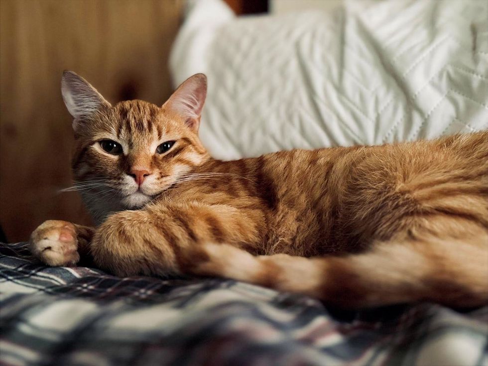 Orange tabby cat lying comfortably on a bed, looking directly at the camera.