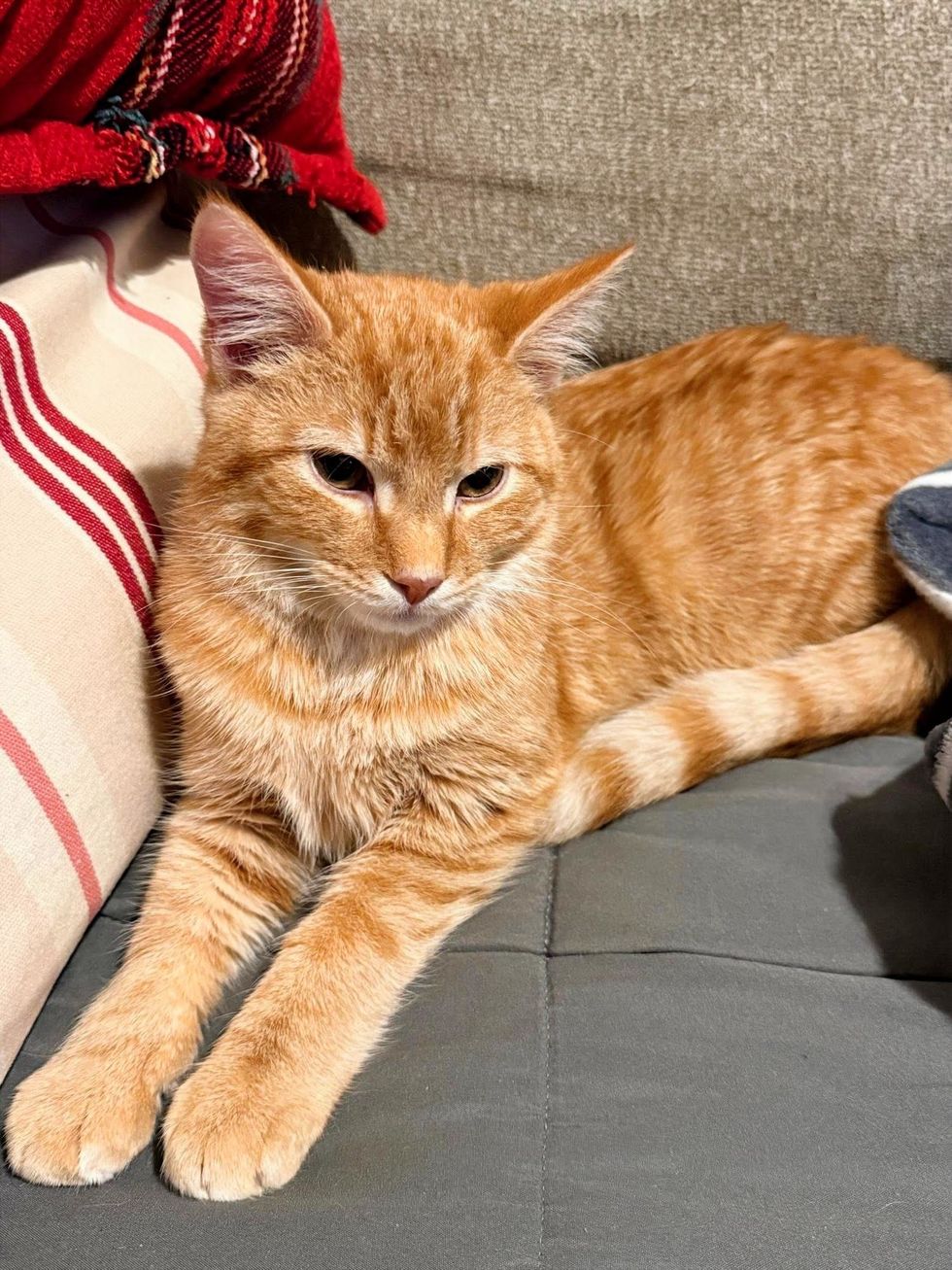 Orange tabby cat lying relaxed on a couch next to a striped pillow.