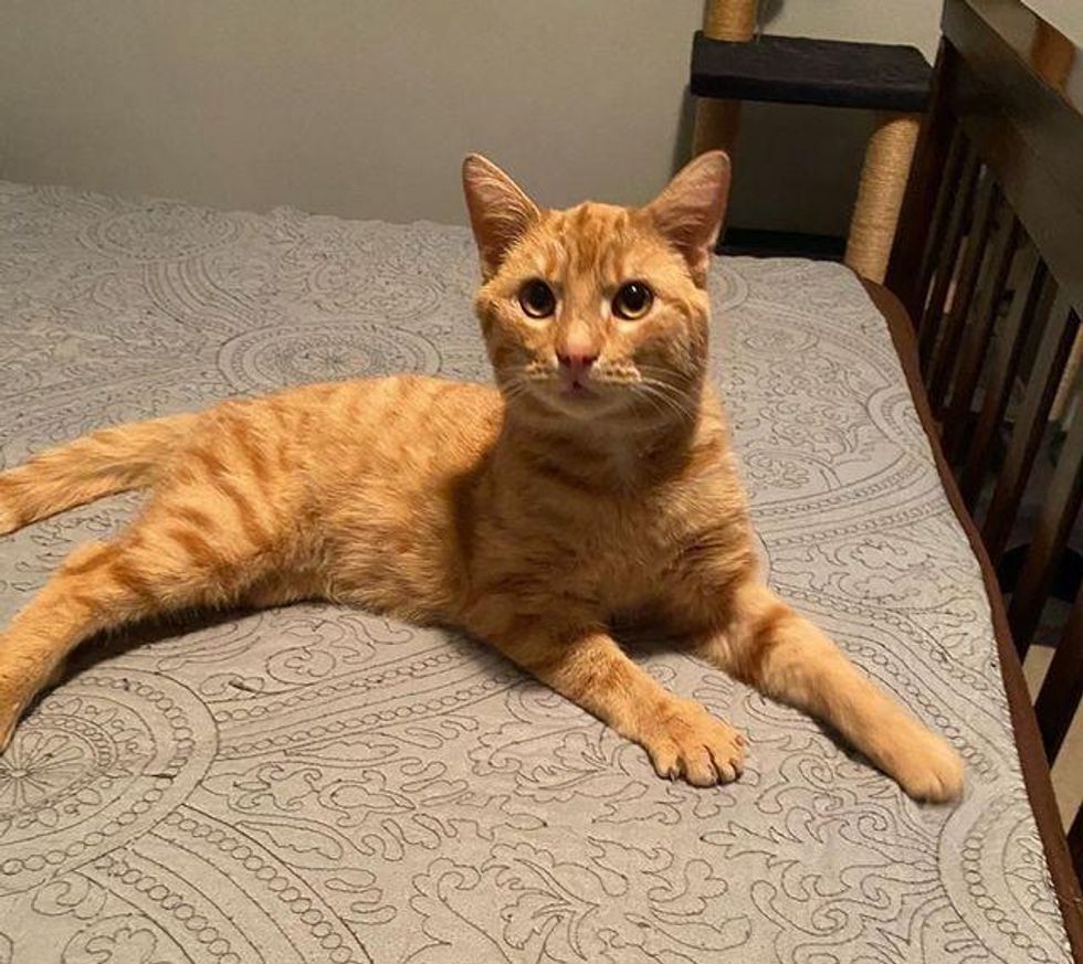 orange tabby cat ollie