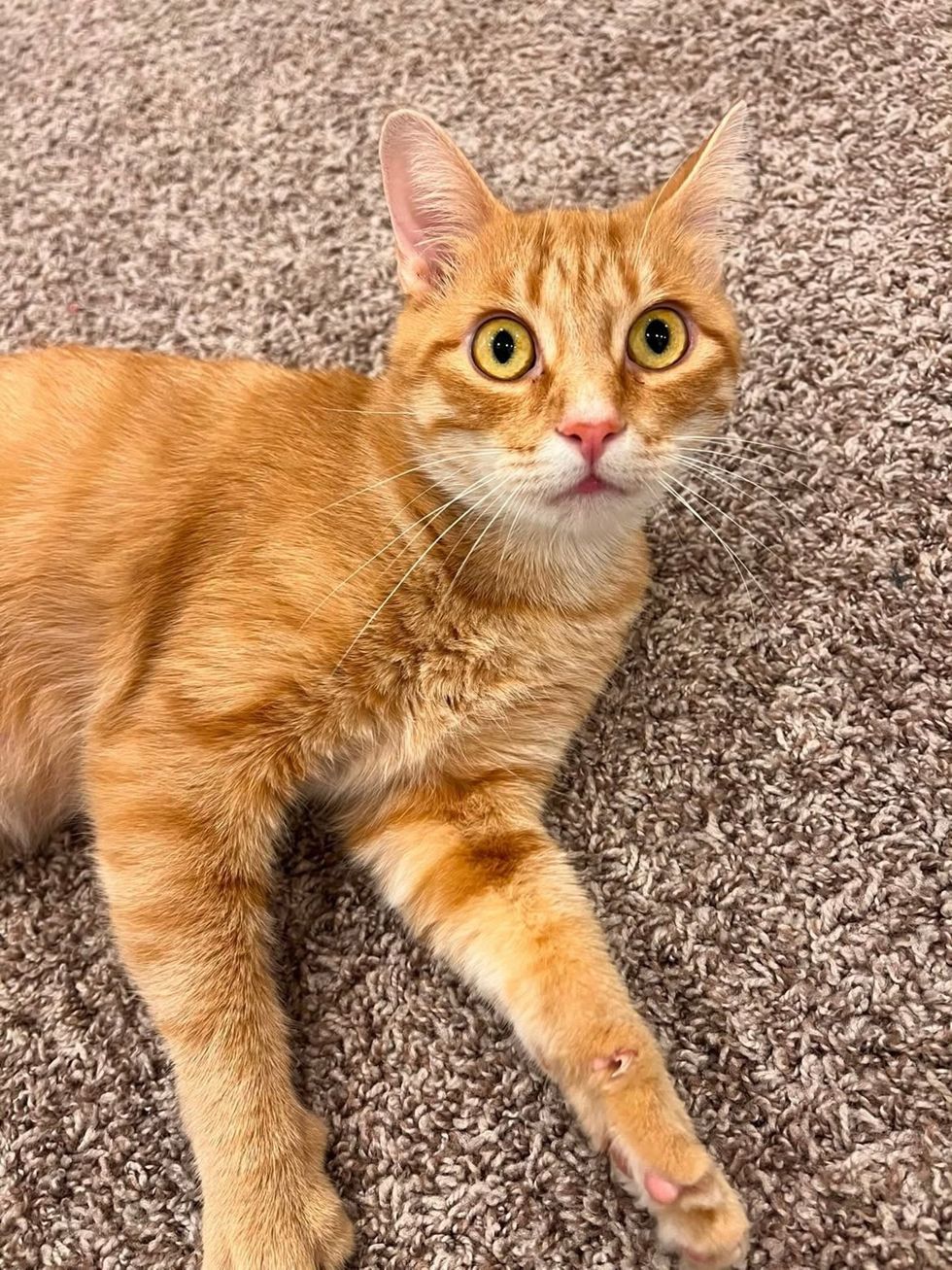 Orange tabby cat on a carpet looking at camera