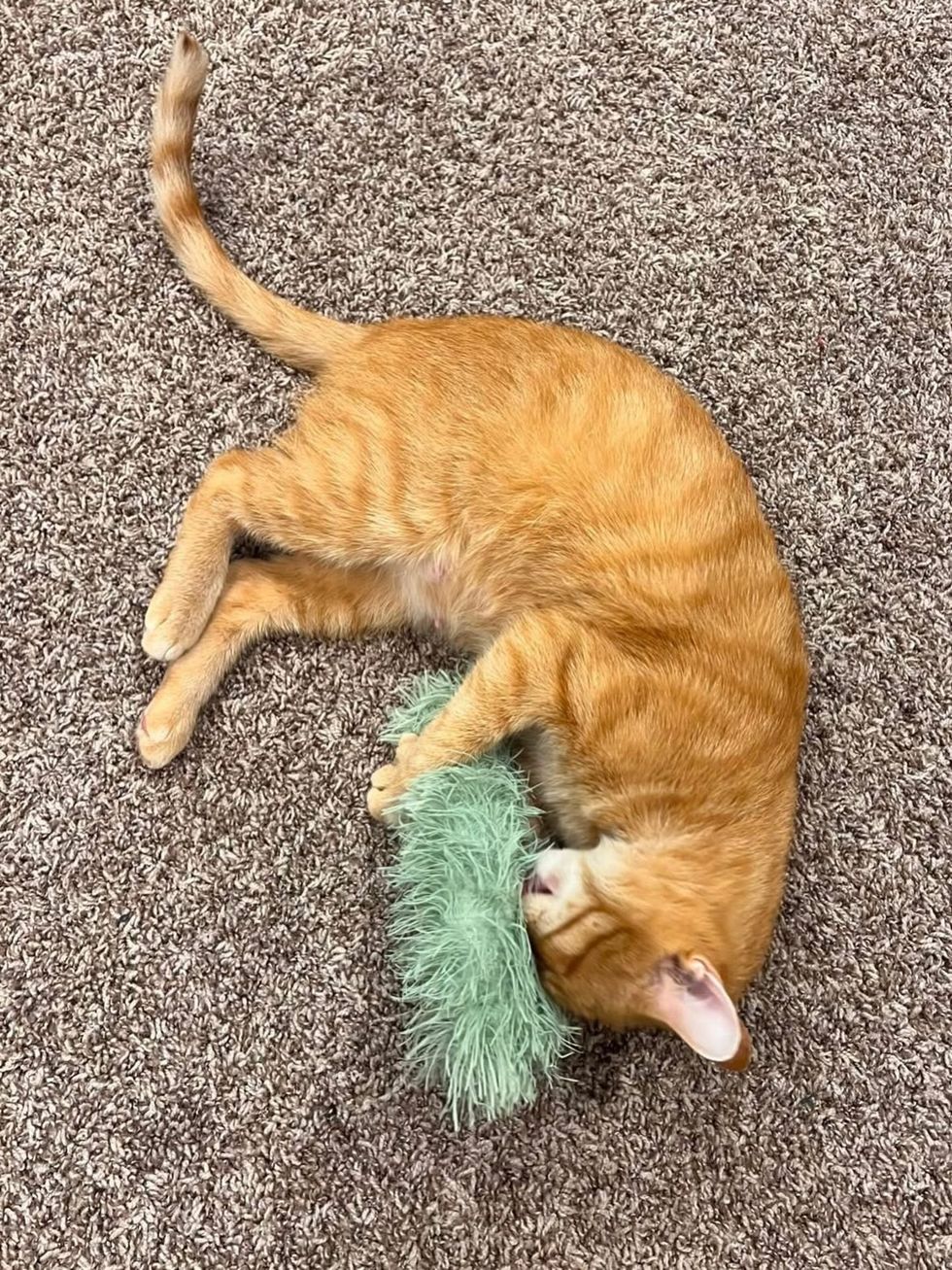 Orange tabby cat playing with a feather string toy