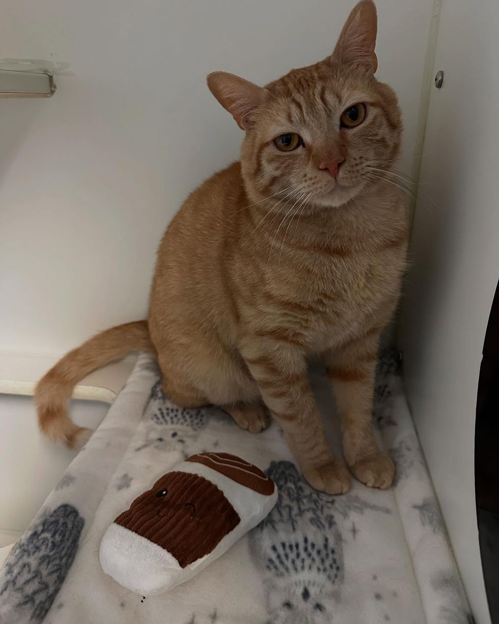 orange tabby cat shelter