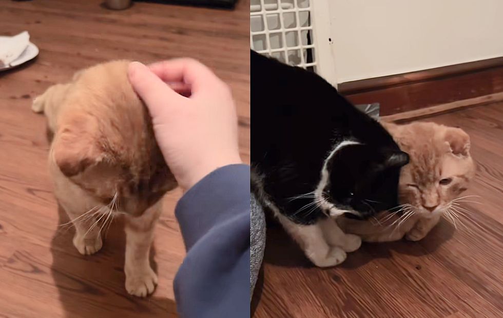 orange tabby cat snuggles