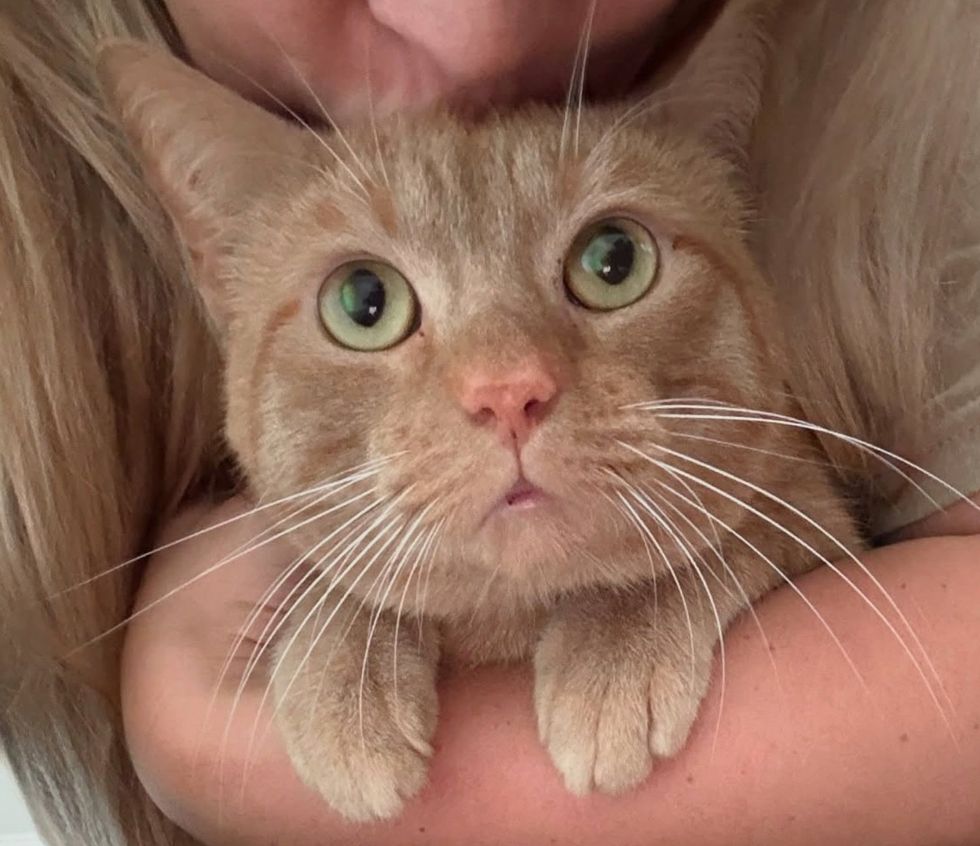 orange tabby cat snuggles
