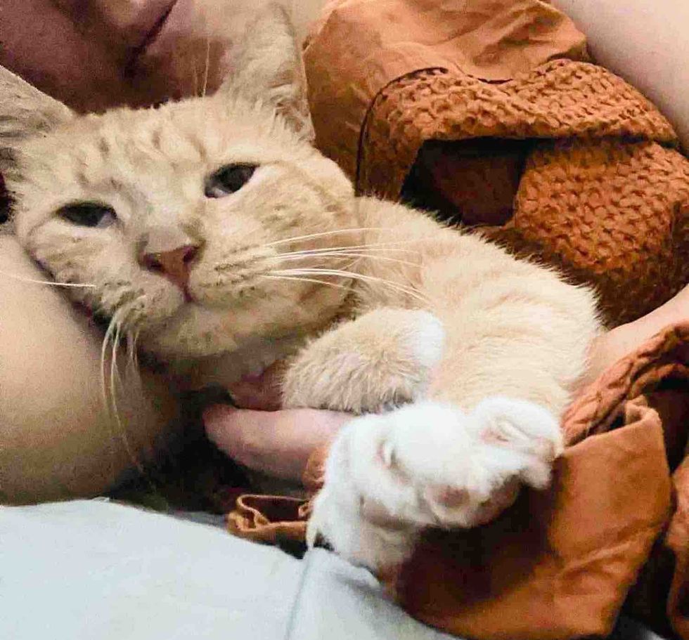 orange tabby cat snuggles