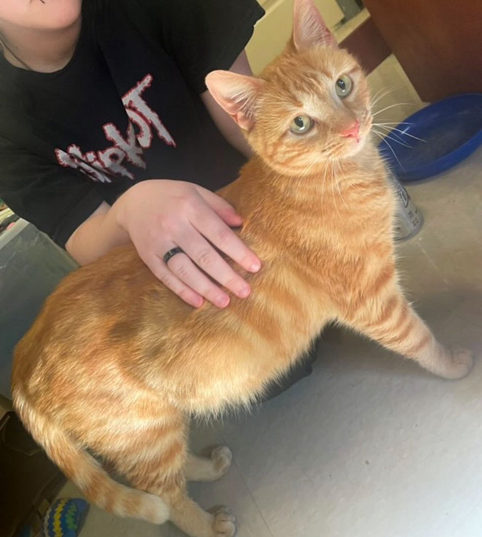 orange tabby cat sweet