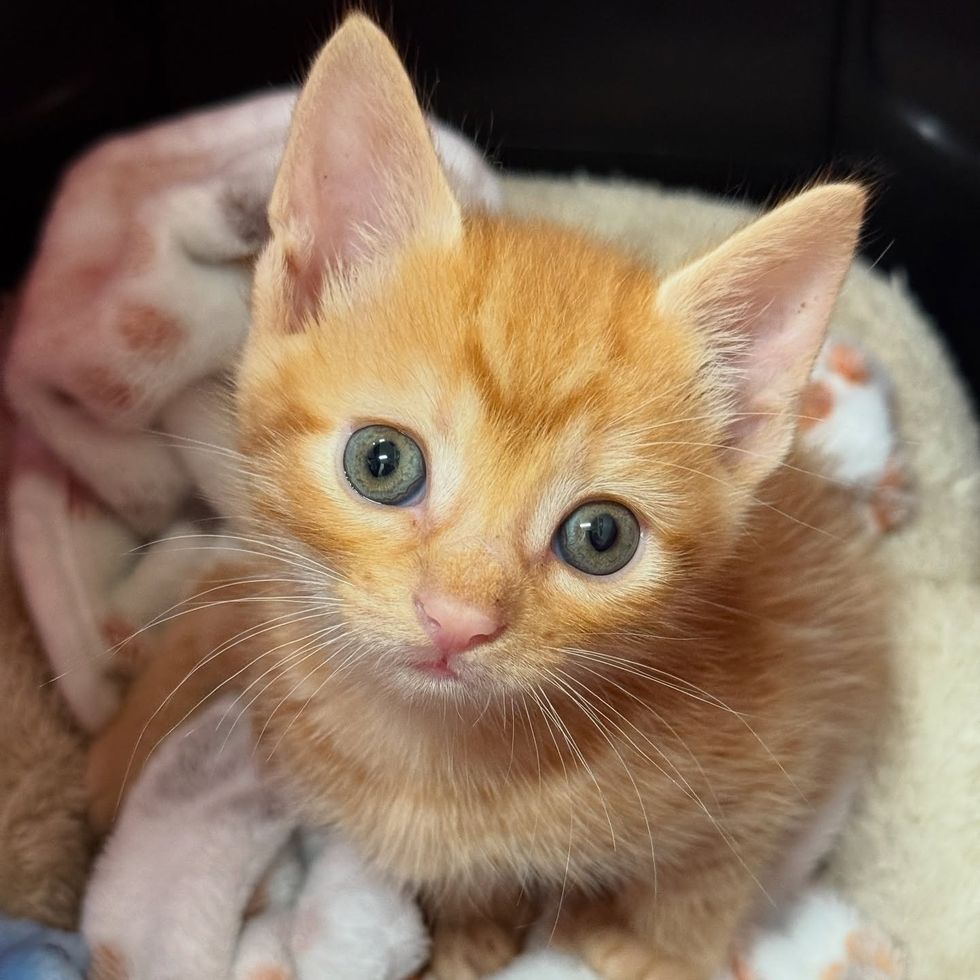 orange tabby kitten eyes