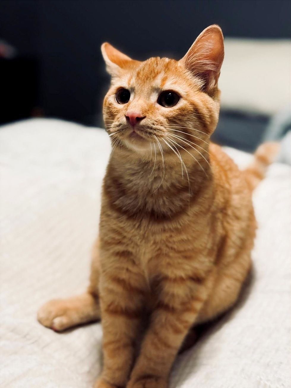 Orange tabby kitten looking up over its shoulder with wide eyes.