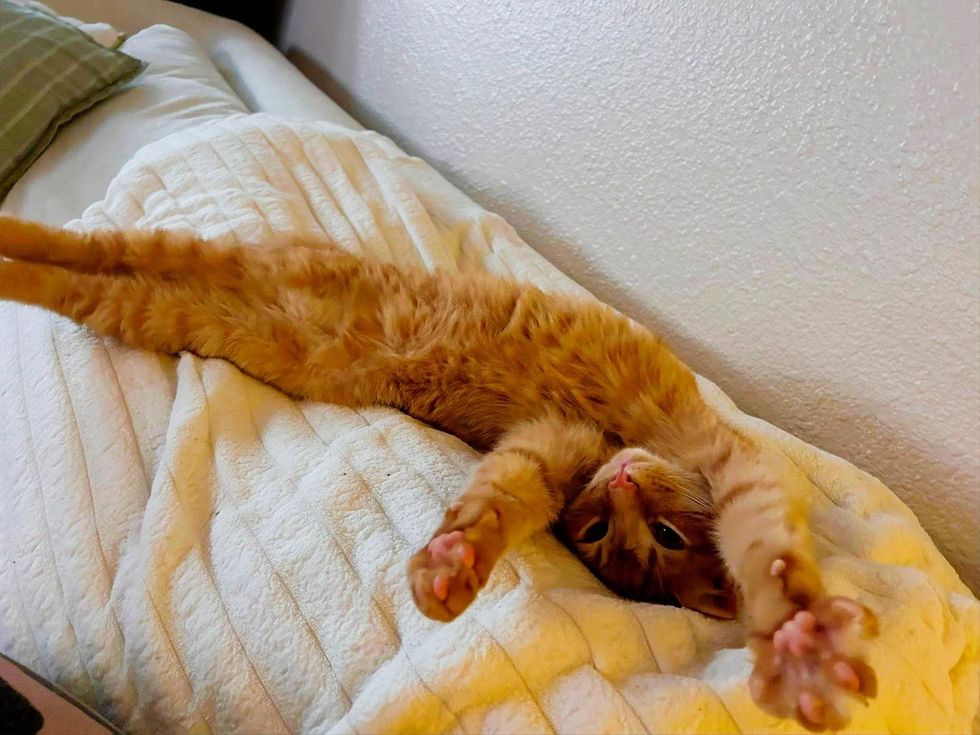 Orange tabby kitten lying on its back, stretched out playfully on a blanket.