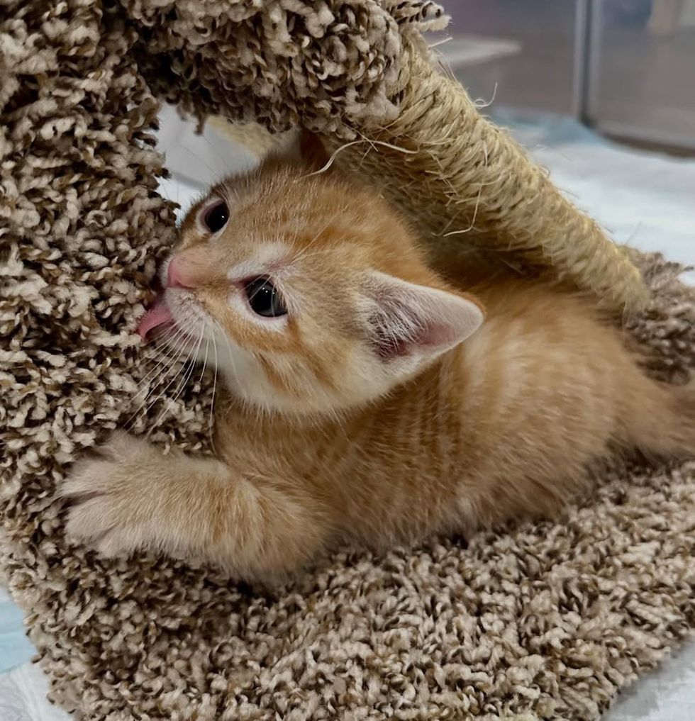 orange tabby kitten playful