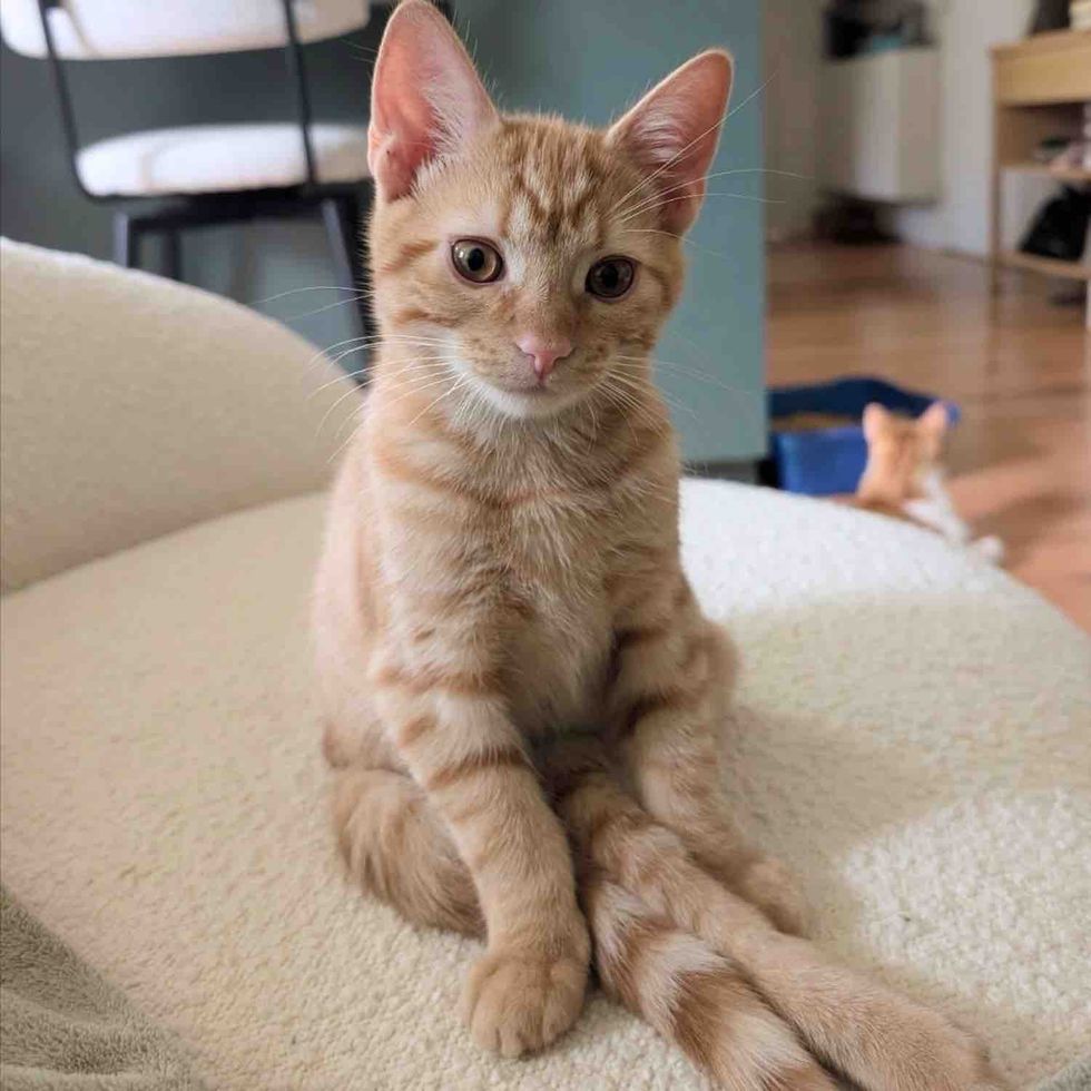 orange tabby kitten special