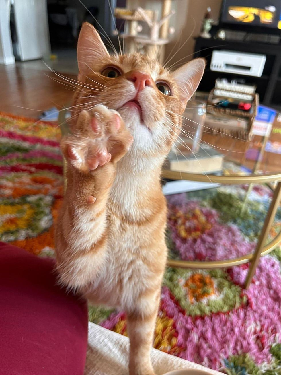 Orange tabby kitten standing on hind legs, reaching up with one front paws in air.