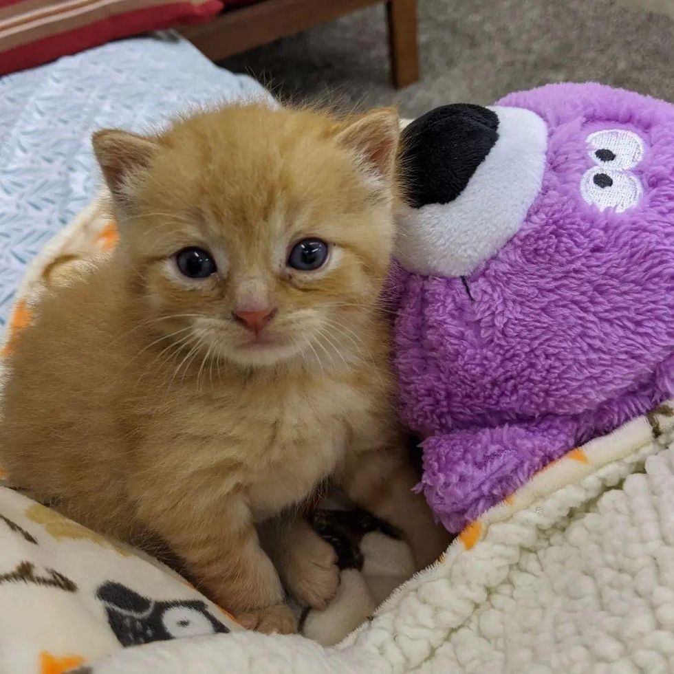 orange tabby kitten