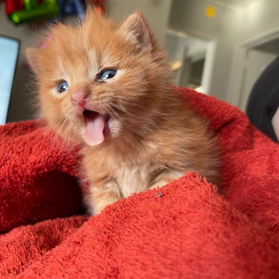 orange tabby kitten