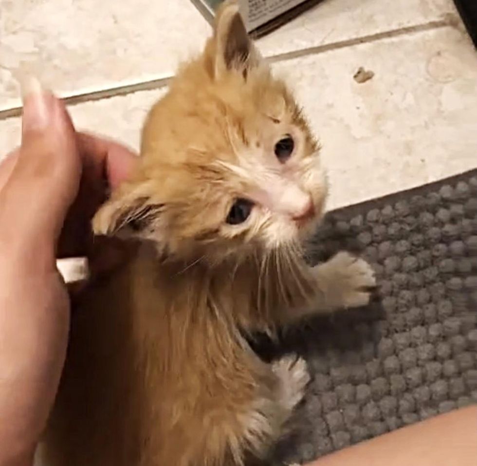 orange tabby kitten