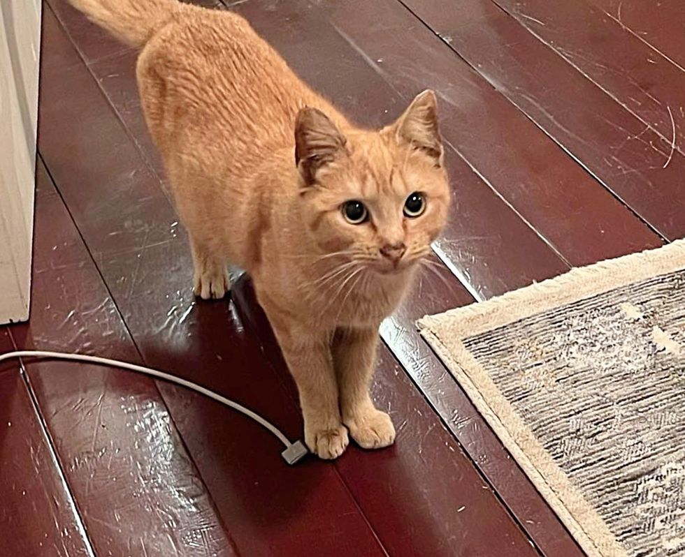orange tabby kitten