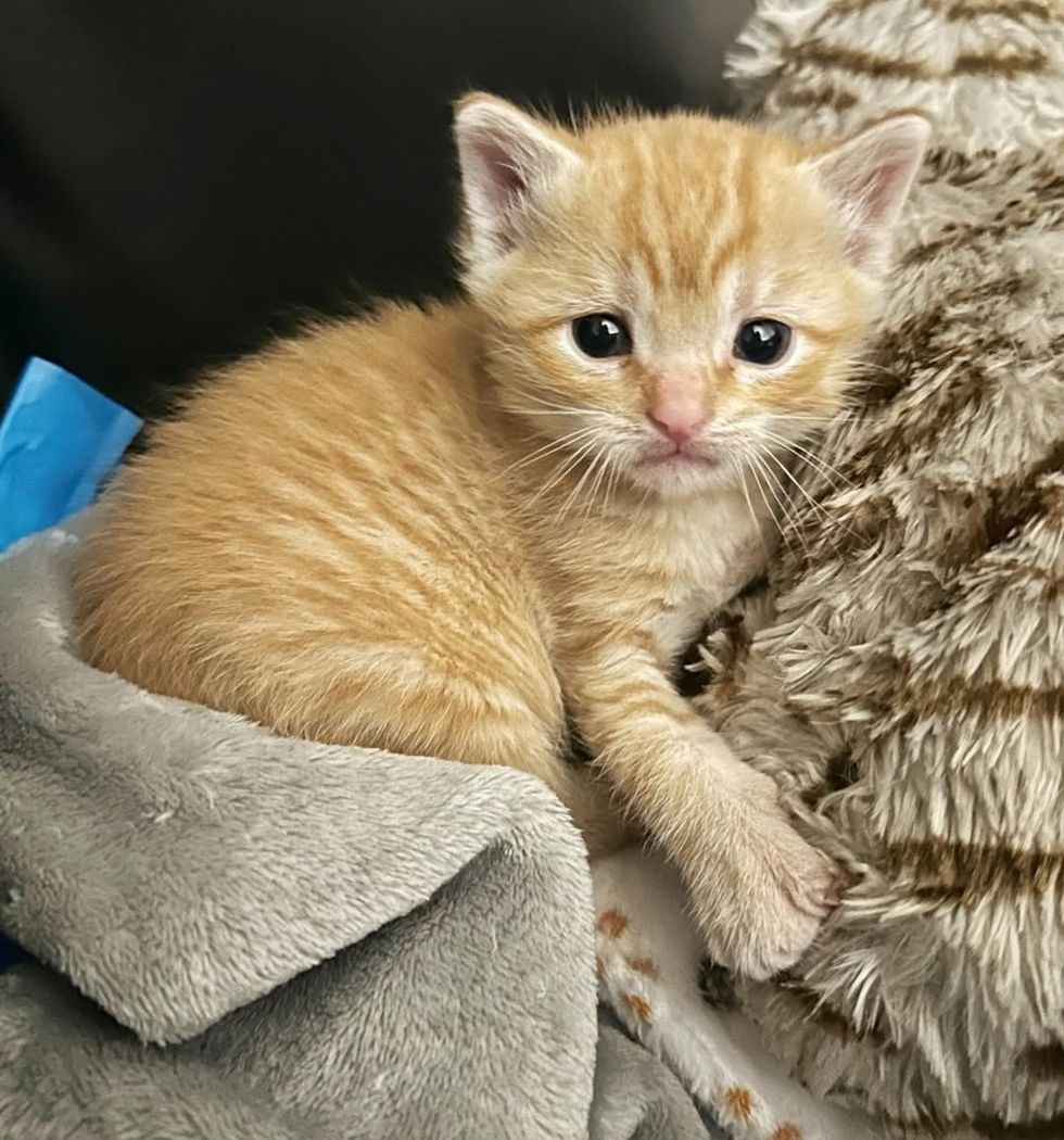 orange tabby kitten