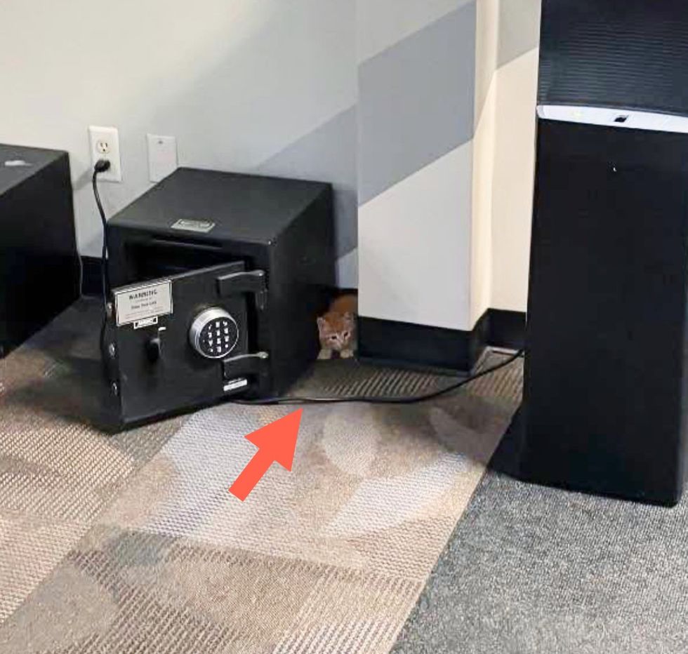 orange tabby kittens