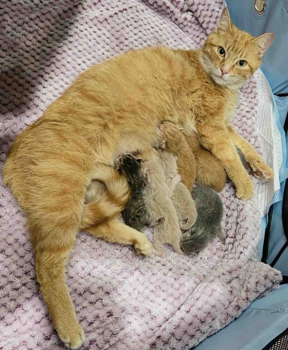 Orange tabby mom cat nursing all her kittens on a pink blanket