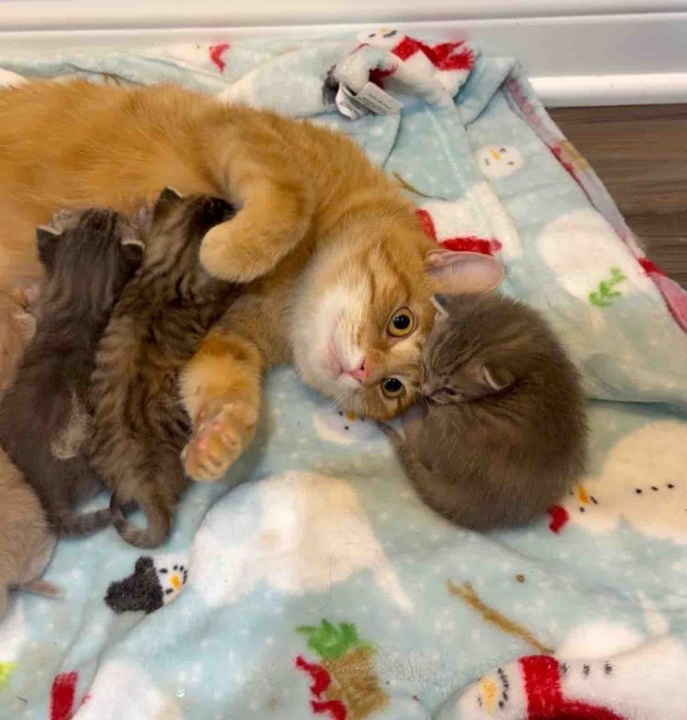 Orange tabby mom cat nursing kittens on a blue blanket while cuddling one of them near her head