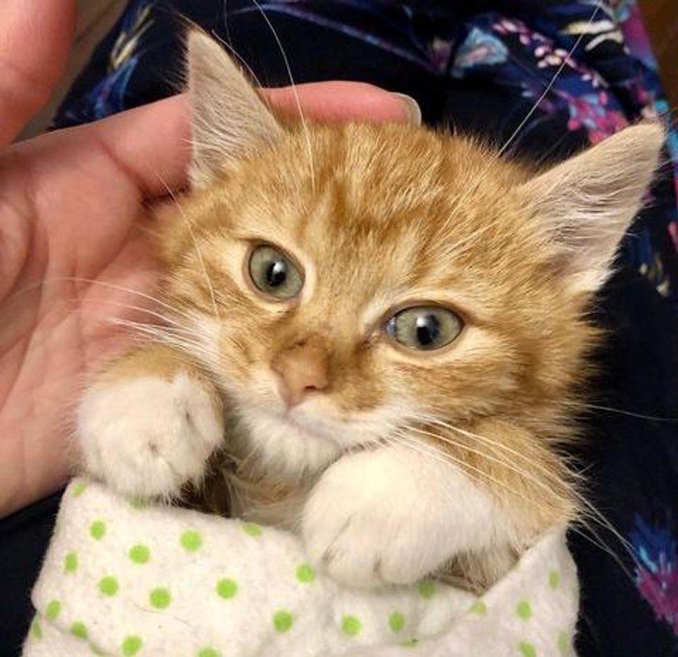 orange tabby purrito
