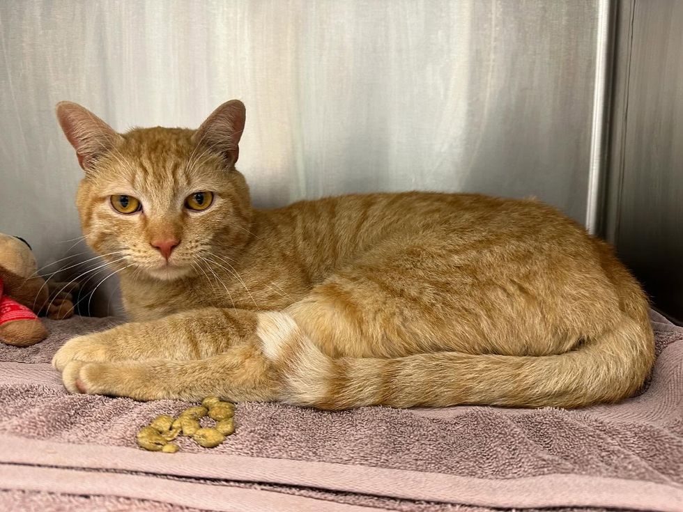orange tabby shelter cat