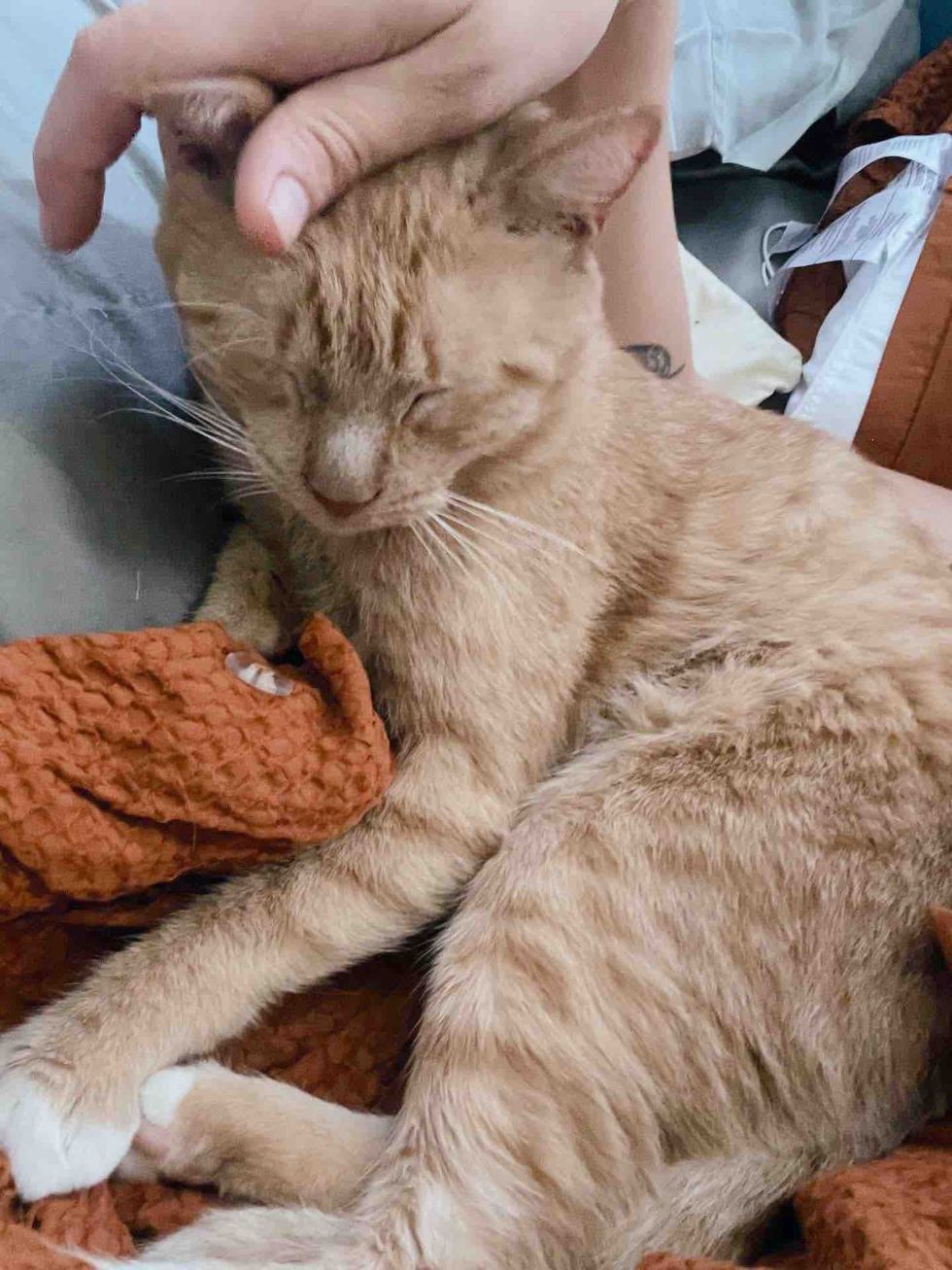 orange tabby snuggly cat
