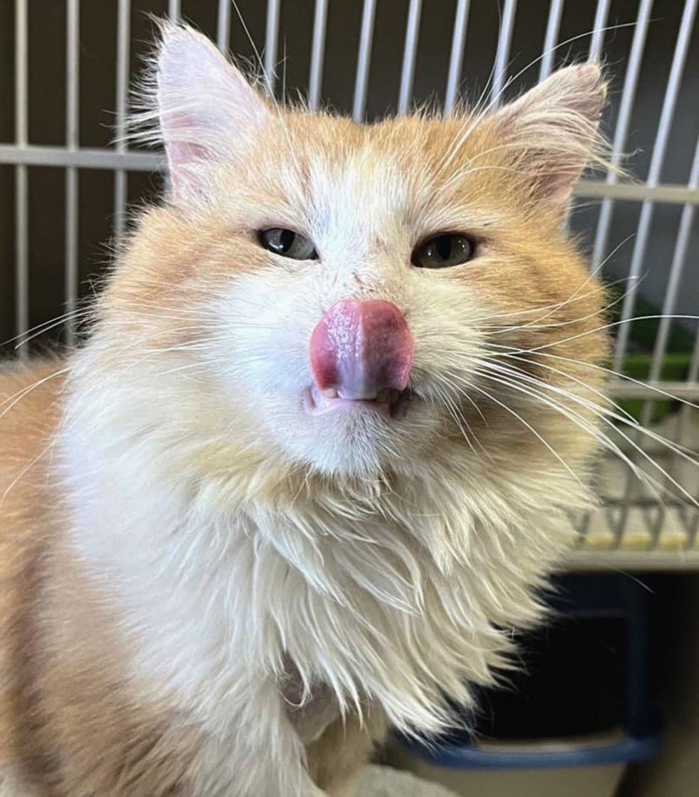 orange white cat shelter
