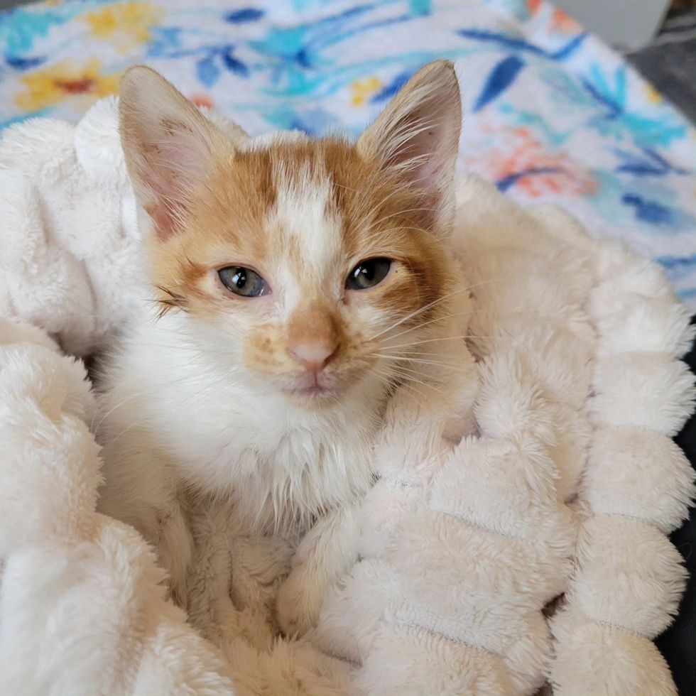 orange white kitten rescue