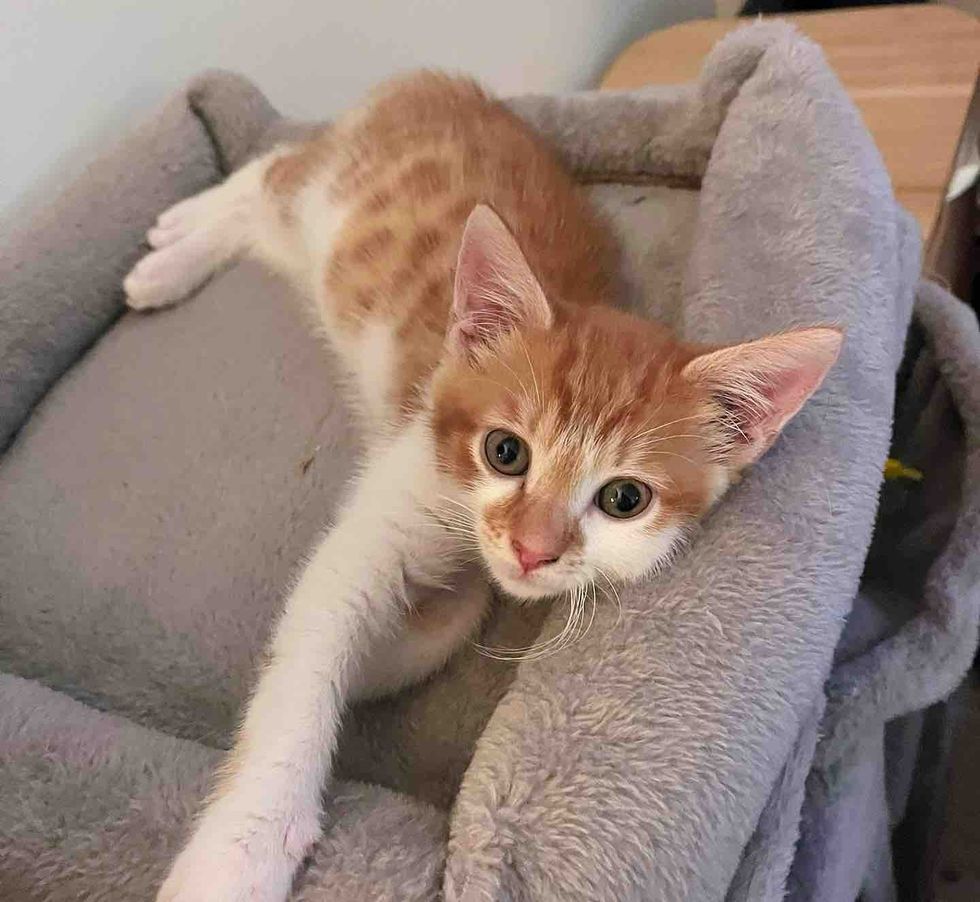 orange white kitten