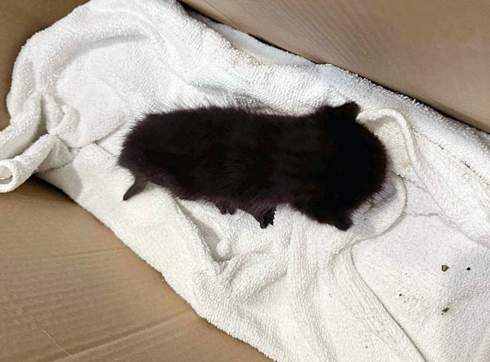 orphan kitten box