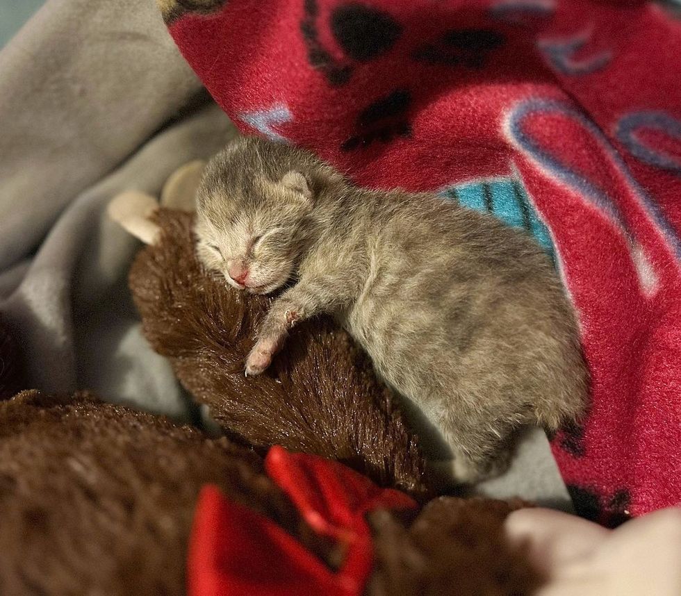 orphan kitten sleeping