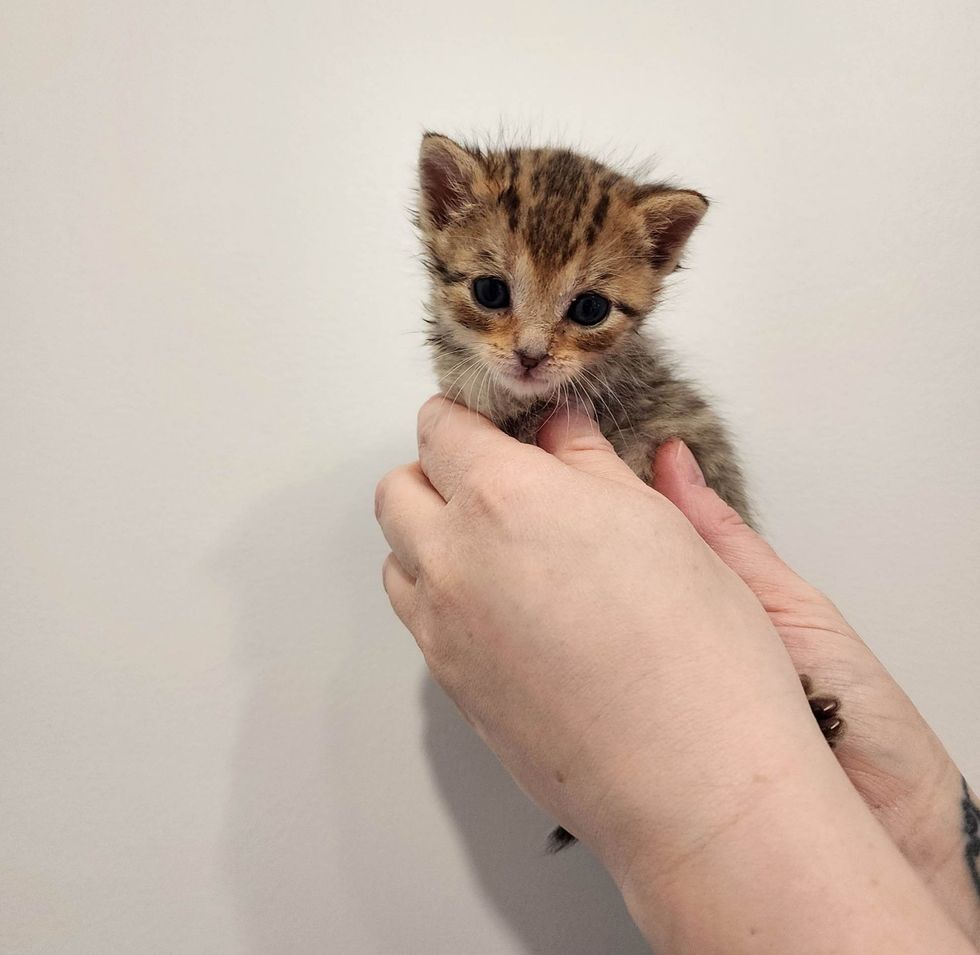 orphan kitten tiny