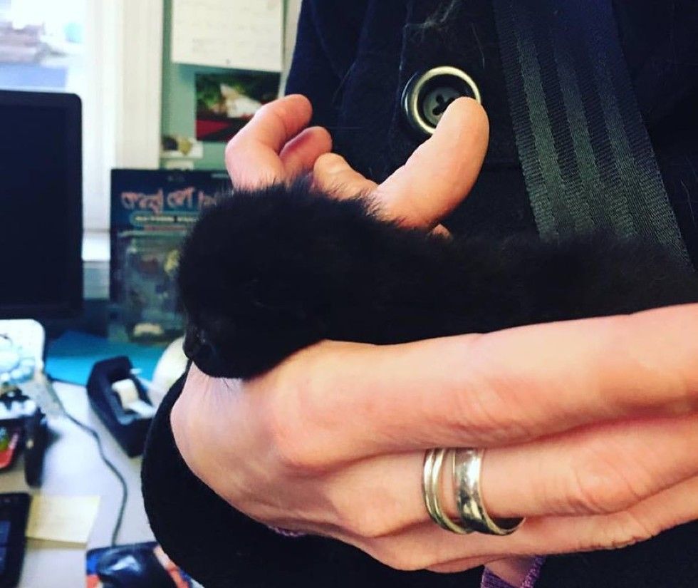 orphaned kitten 10 days old little fighter